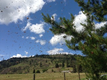 Swarm in flight. (Photo: Max MacDonald)