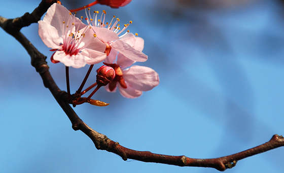 cheery cherry blossom-560-newsletter